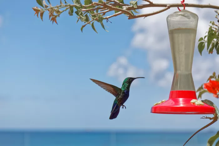 Les 5 infos à savoir sur le colibri 