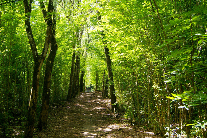 un exemple de forêt pour symboliser celle en Martinique à Ajoupa Bouillon